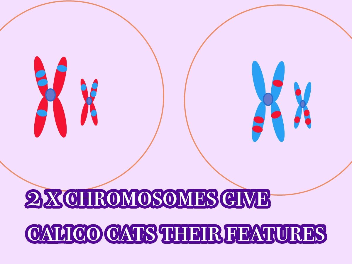 2 x chromosomes give 
calico cats their features - are calicos hypoallergenic?