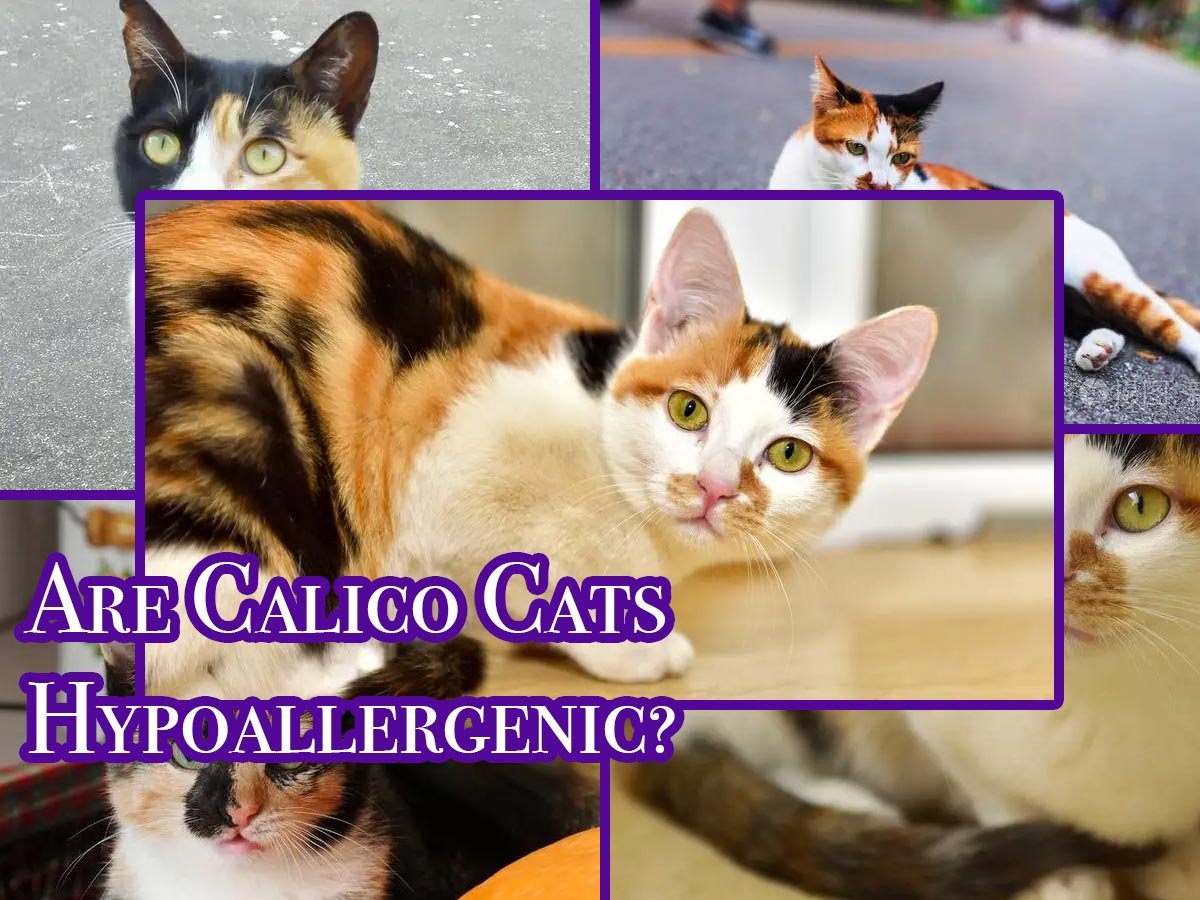 Are Calicos Hypoallergenic? Everything You Need To Know in 2024