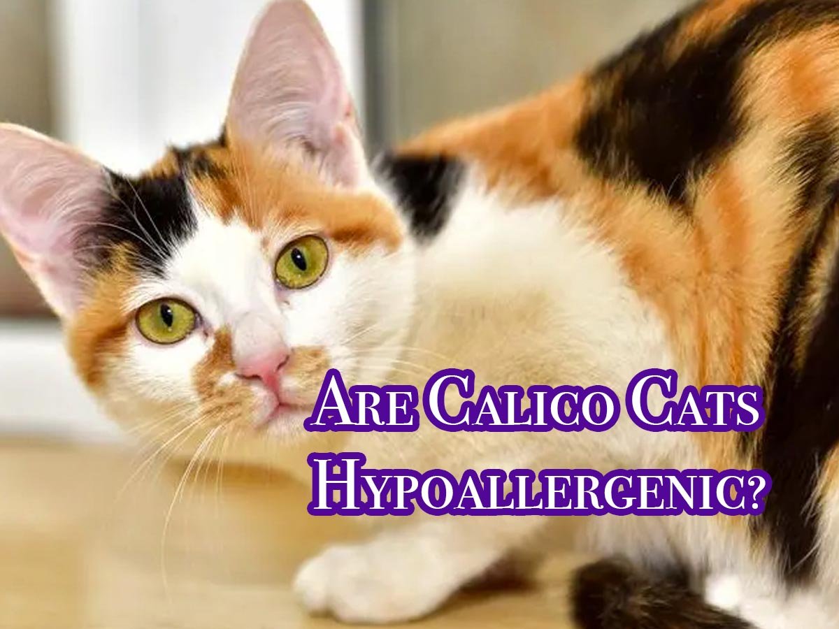 are calicos hypoallergenic?