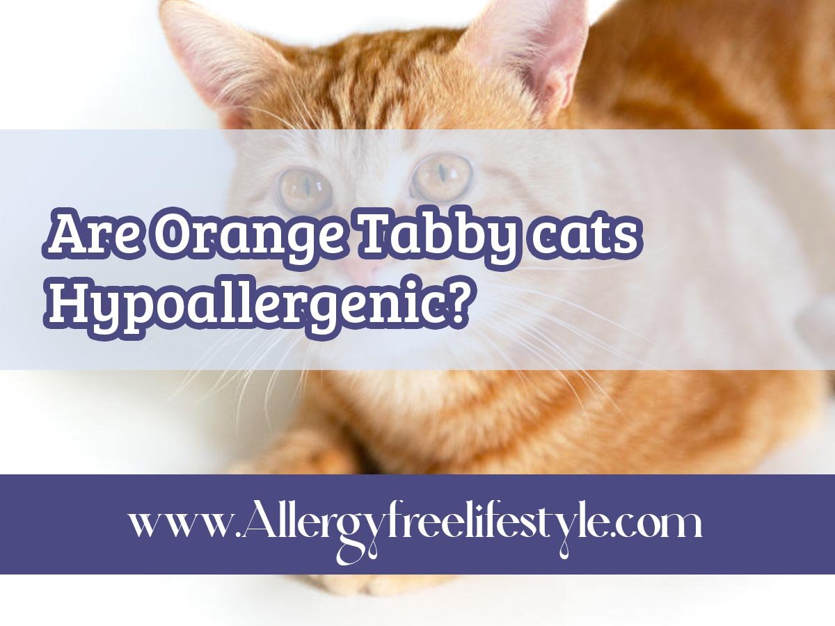 are orange tabby cats hypoallergenic?