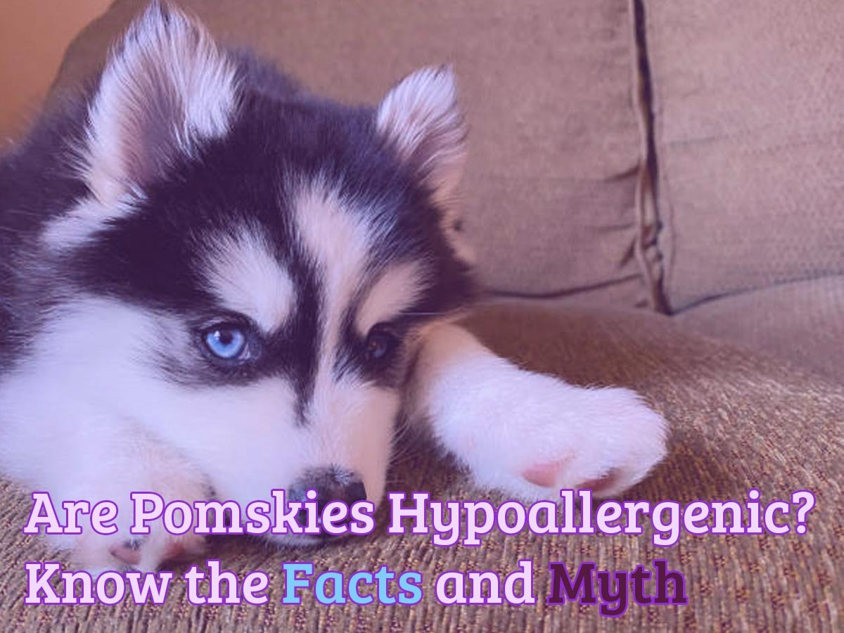 Are Pomskies Hypoallergenic? Know the Facts and Myth