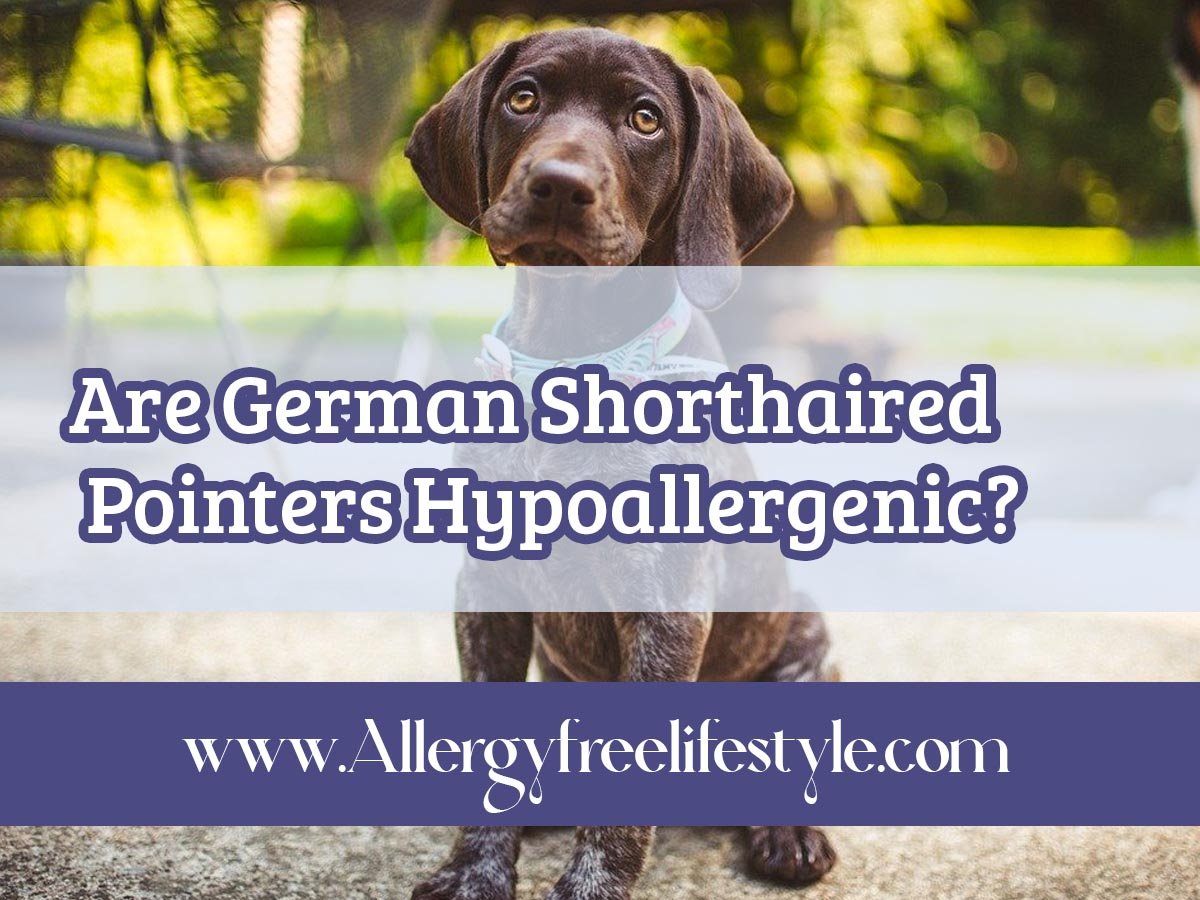 Are German Shorthaired Pointers Hypoallergenic? 