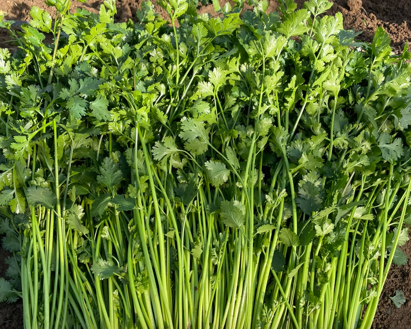 Cilantro Allergy - soapy mouth and why