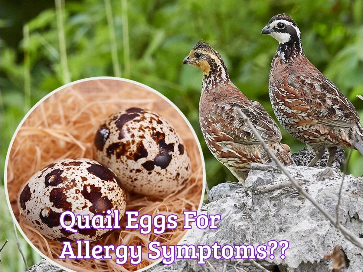 Quail Eggs for Allergies