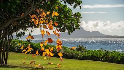 Why Are My Allergies So Bad in Hawaii? 3 Reasons