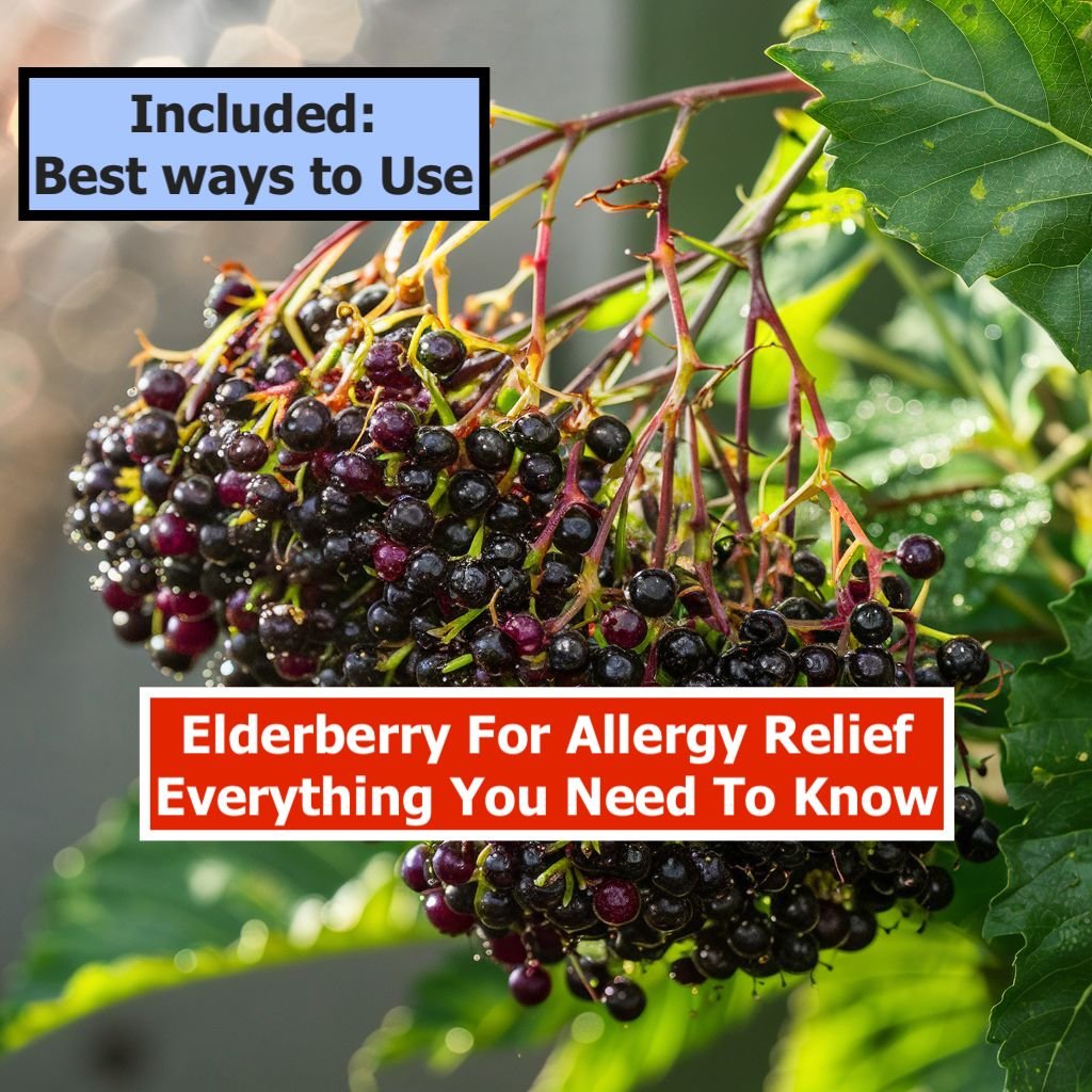 elderberry for allergies