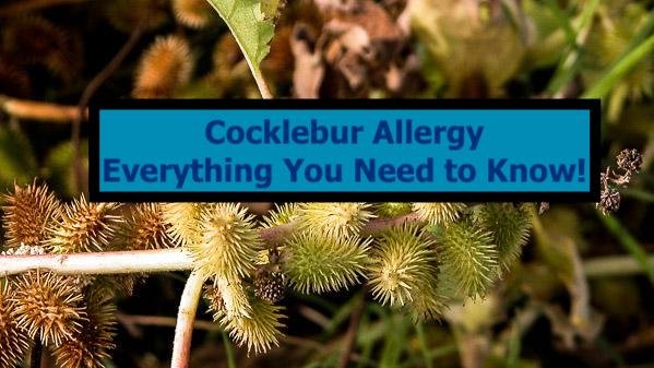 cocklebur allergy