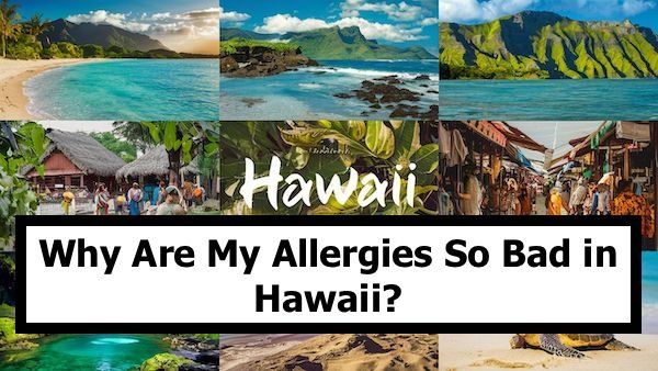 why are my allergies so bad in Hawaii?