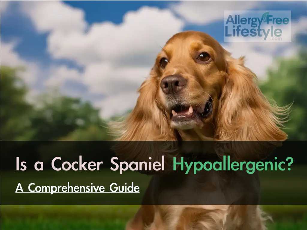 Is a Cocker Spaniel Hypoallergenic? Things You Really Need to Consider