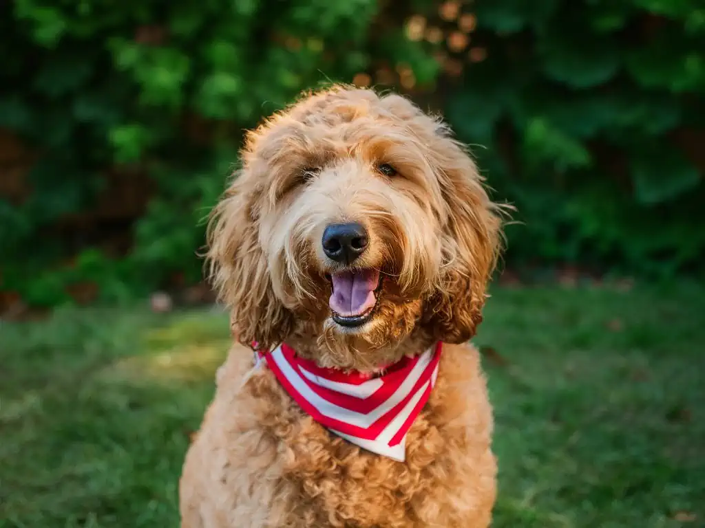 Is a Goldendoodle Hypoallergenic?