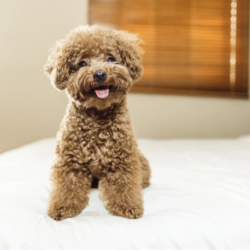 Best Hypoallergenic Dog Breeds - toy poodle