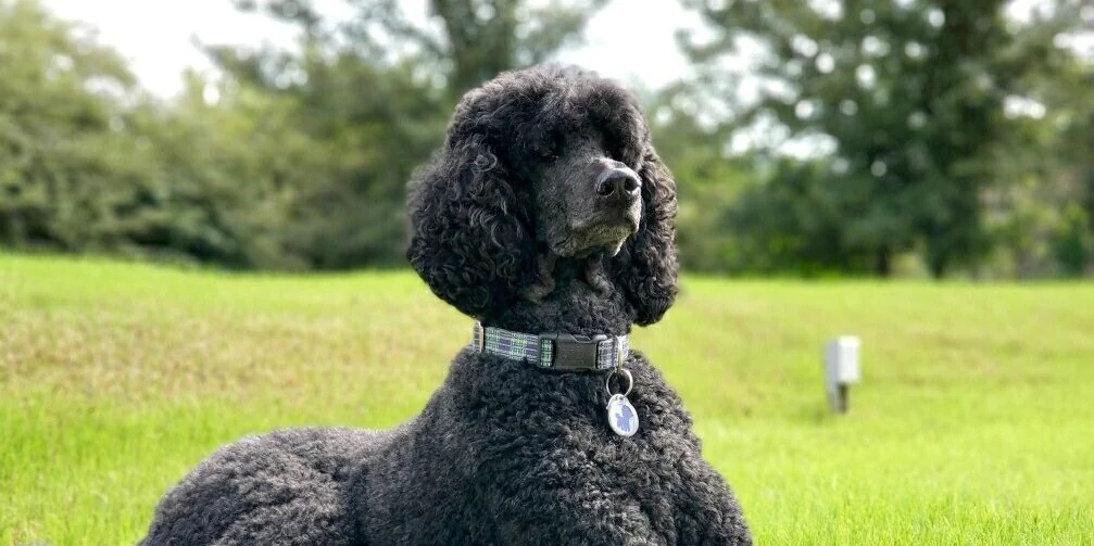 Best Hypoallergenic Dog Breeds - Original poodle