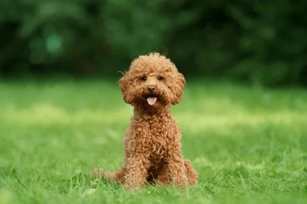 Best Hypoallergenic Dog Breeds- miniature poodle