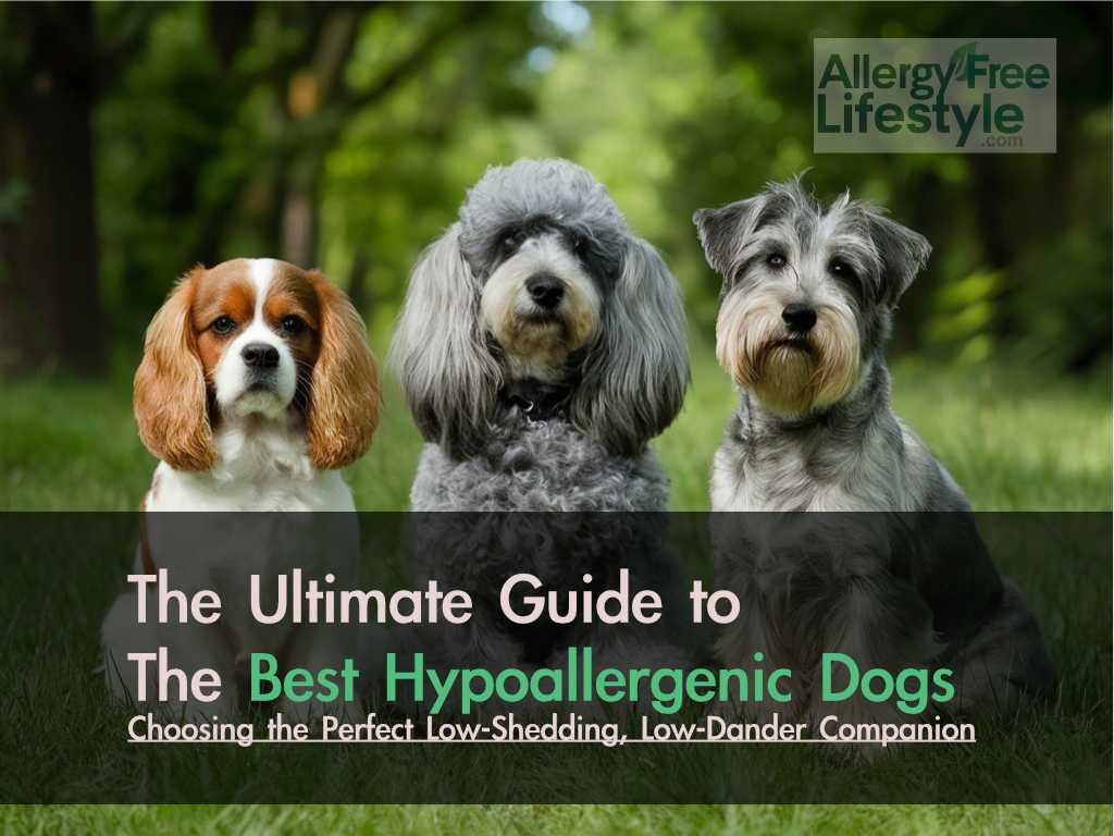 Best hypoallergenic dogs
