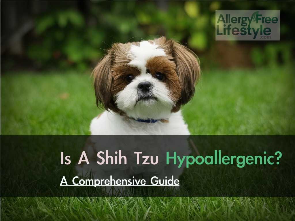 Is a Shih Tzu Hypoallergenic? A Comprehensive Guide